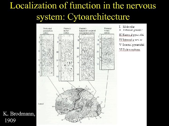 Localization of function in the nervous system: Cytoarchitecture K. Brodmann, 1909 