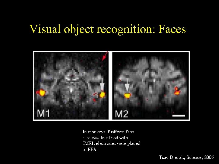 Visual object recognition: Faces In monkeys, fusiform face area was localized with f. MRI;