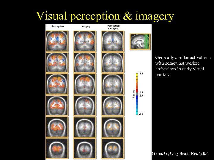 Visual perception & imagery Generally similar activations with somewhat weaker activations in early visual