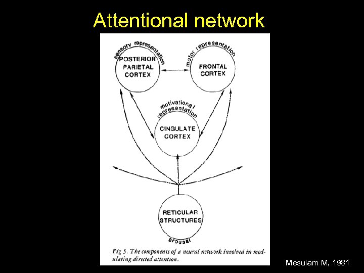 Attentional network Mesulam M, 1981 