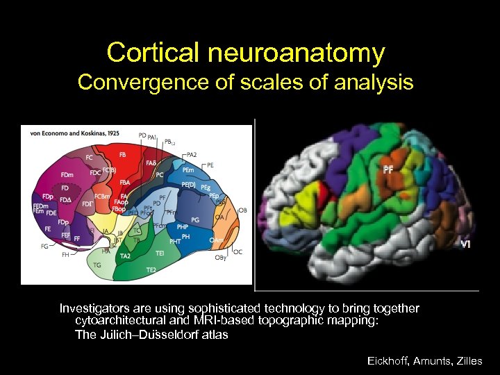 Cortical neuroanatomy Convergence of scales of analysis Investigators are using sophisticated technology to bring