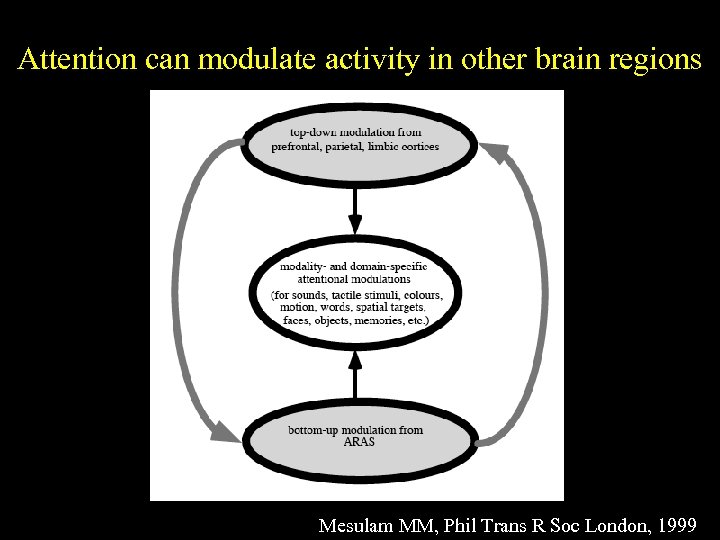 Attention can modulate activity in other brain regions Mesulam MM, Phil Trans R Soc