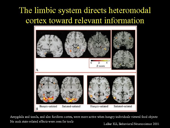 The limbic system directs heteromodal cortex toward relevant information Amygdala and insula, and also