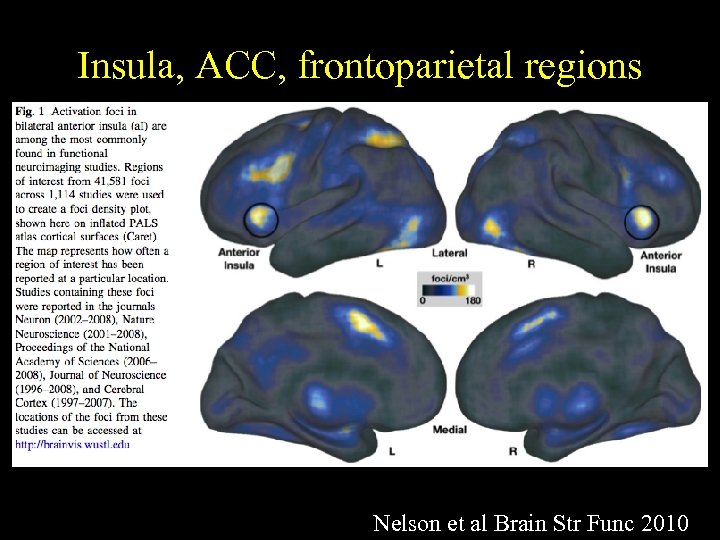 Insula, ACC, frontoparietal regions Nelson et al Brain Str Func 2010 