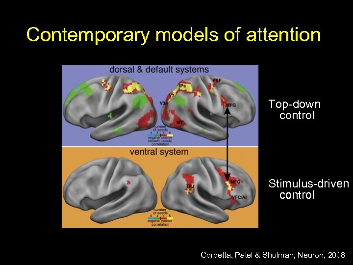 Contemporary models of attention Top-down control Stimulus-driven control Corbetta, Patel & Shulman, Neuron, 2008