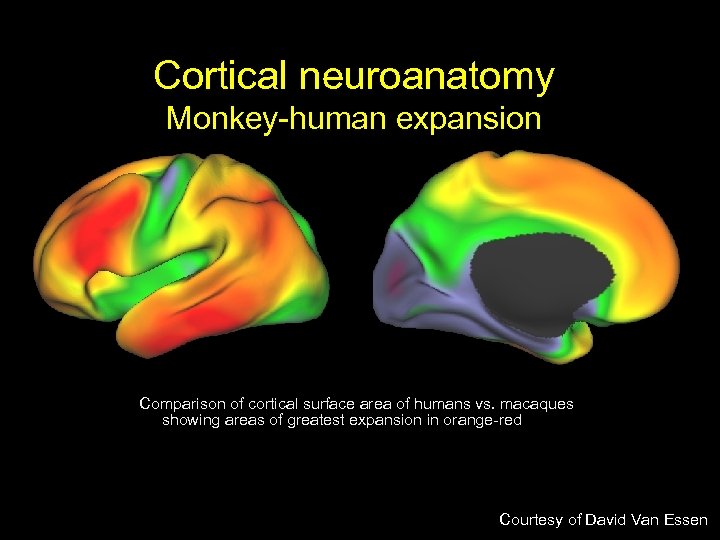 Cortical neuroanatomy Monkey-human expansion Comparison of cortical surface area of humans vs. macaques showing