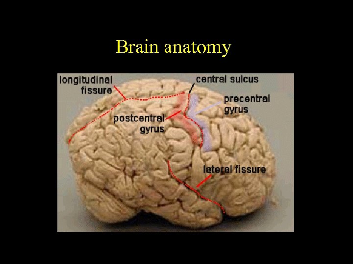 Brain anatomy 