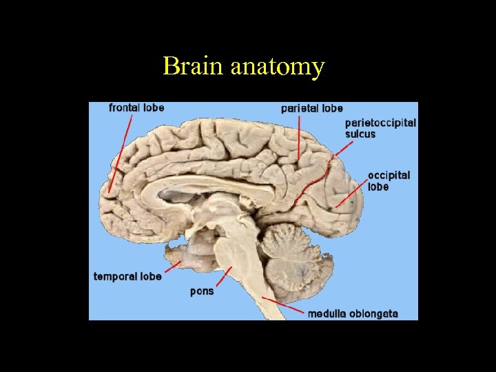 Brain anatomy 