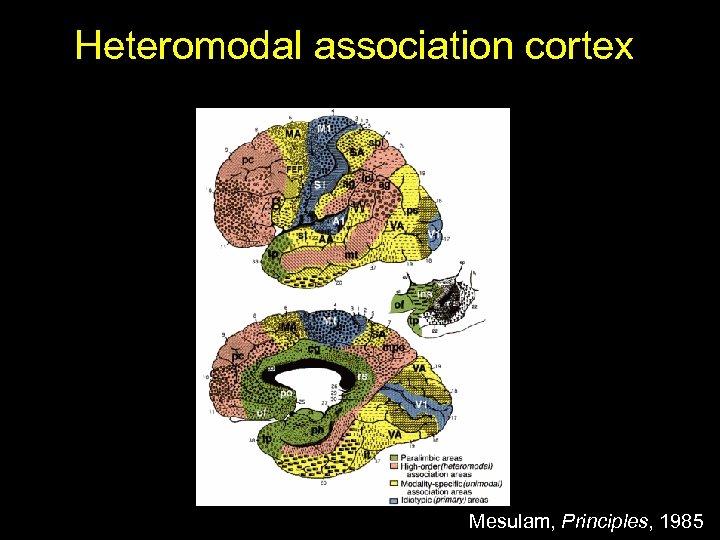 Heteromodal association cortex Mesulam, Principles, 1985 