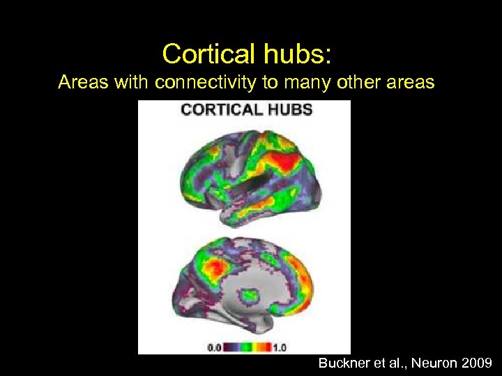 Cortical hubs: Areas with connectivity to many other areas Buckner et al. , Neuron