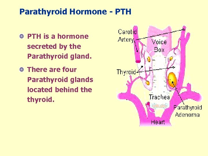 Parathyroid Hormone Hyperparathyroidism Ckd Pth Assays David