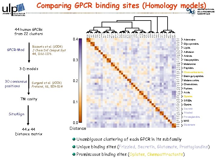 Comparing GPCR binding sites (Homology models) CENTRE NATIONAL DE LA RECHERCHE SCIENTIFIQUE 44 human
