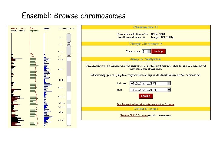 Ensembl: Browse chromosomes 