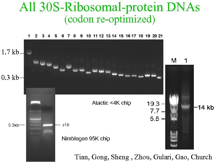 All 30 S-Ribosomal-protein DNAs (codon re-optimized) 1. 7 kb 0. 3 kb Atactic <4