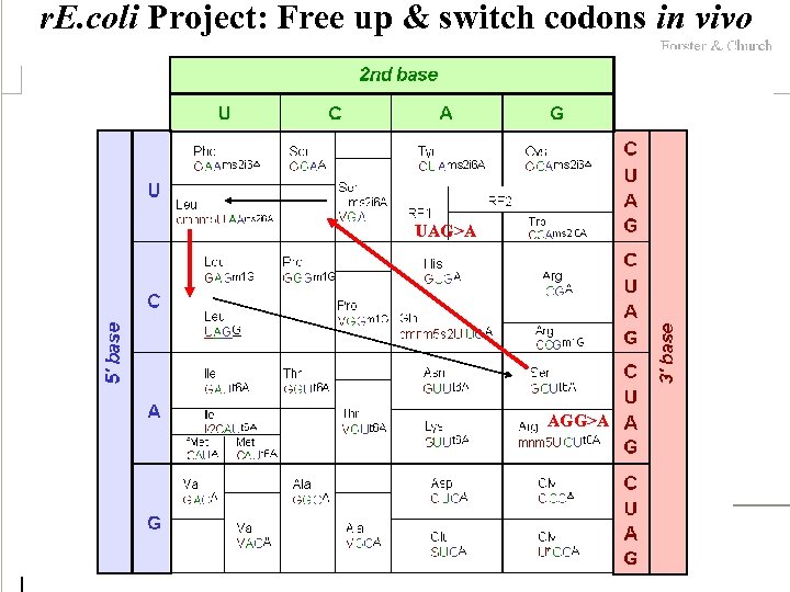 r. E. coli Project: Free up & switch codons in vivo UAG>A AGG>A 