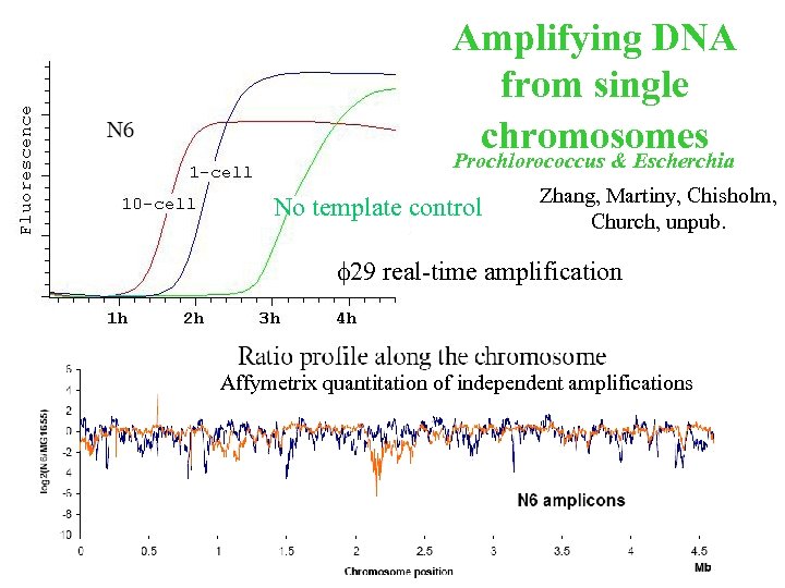 Amplifying DNA from single chromosomes Prochlorococcus & Escherchia No template control Zhang, Martiny, Chisholm,