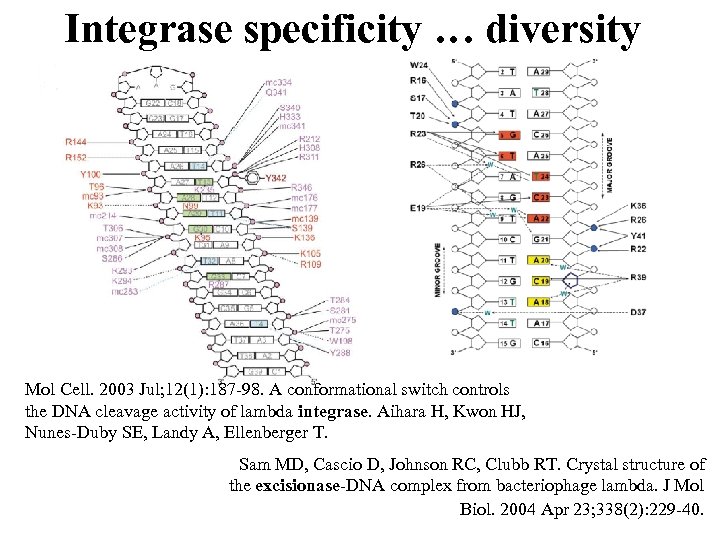 Integrase specificity … diversity Mol Cell. 2003 Jul; 12(1): 187 -98. A conformational switch
