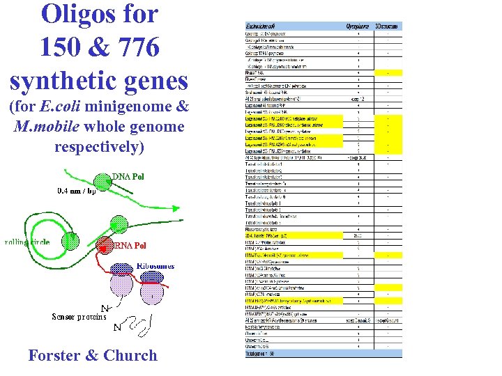 Oligos for 150 & 776 synthetic genes (for E. coli minigenome & M. mobile