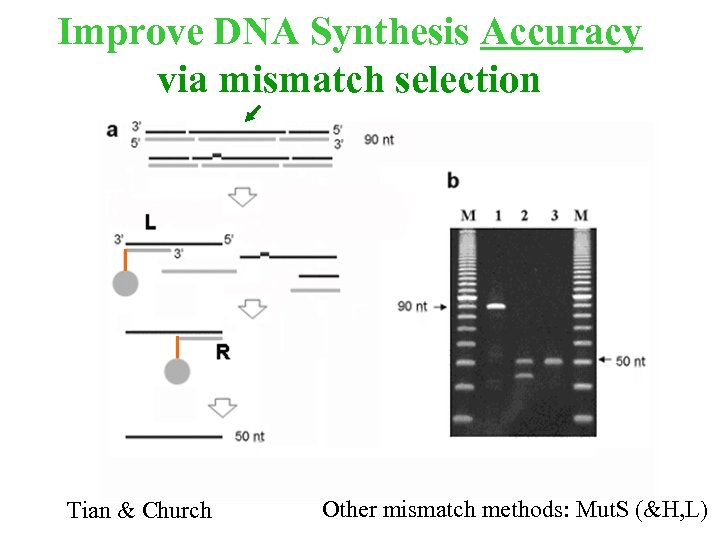 Improve DNA Synthesis Accuracy via mismatch selection Tian & Church Other mismatch methods: Mut.