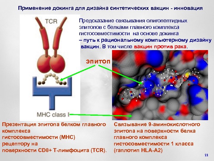 Применение докинга для дизайна синтетических вакцин - инновация Предсказание связывания олигопептидных эпитопов с белками