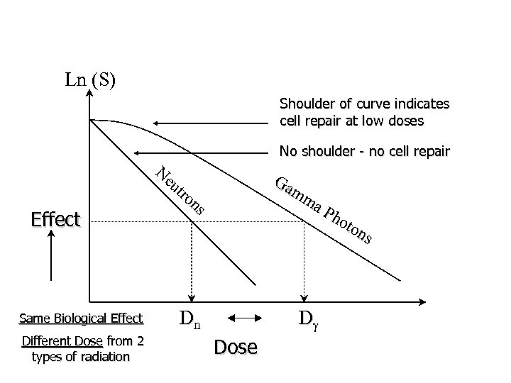 Ln (S) Shoulder of curve indicates cell repair at low doses Ne No shoulder