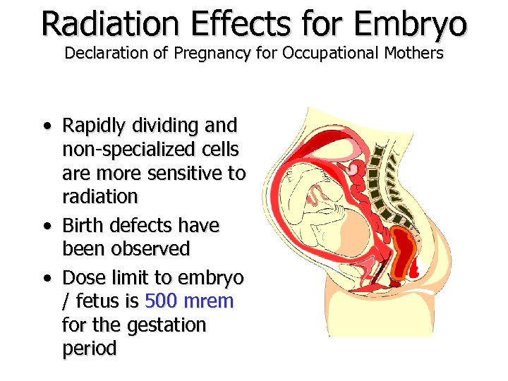 Radiation Effects for Embryo Declaration of Pregnancy for Occupational Mothers • Rapidly dividing and