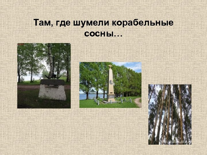 Там, где шумели корабельные сосны… 