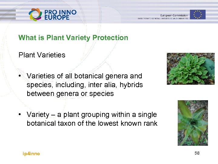 What is Plant Variety Protection Plant Varieties • Varieties of all botanical genera and