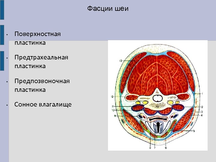 Фасции шеи • • Поверхностная пластинка Предтрахеальная пластинка Предпозвоночная пластинка Сонное влагалище 