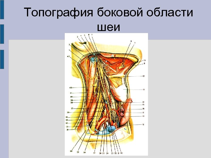 Топография боковой области шеи 