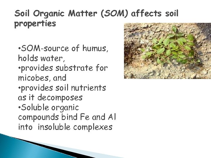 Soil Organic Matter (SOM) affects soil properties • SOM-source of humus, holds water, •