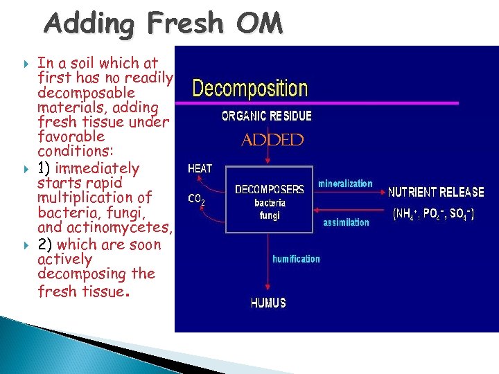 Adding Fresh OM In a soil which at first has no readily decomposable materials,