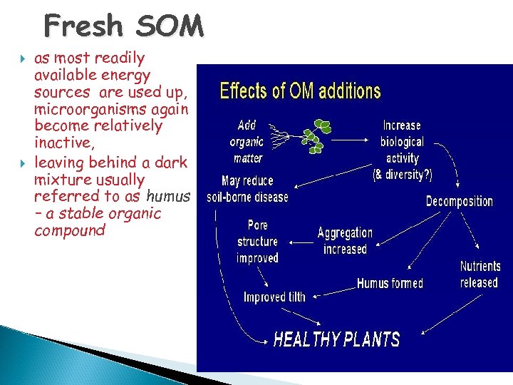 Fresh SOM as most readily available energy sources are used up, microorganisms again become