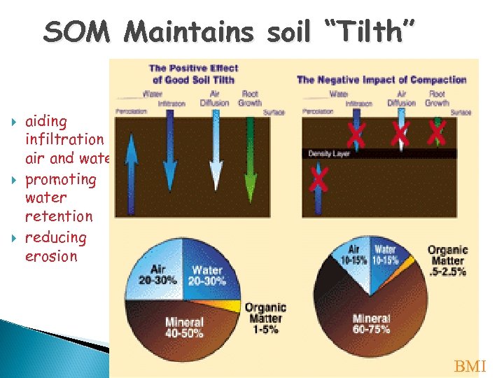 SOM Maintains soil “Tilth” aiding infiltration of air and water promoting water retention reducing