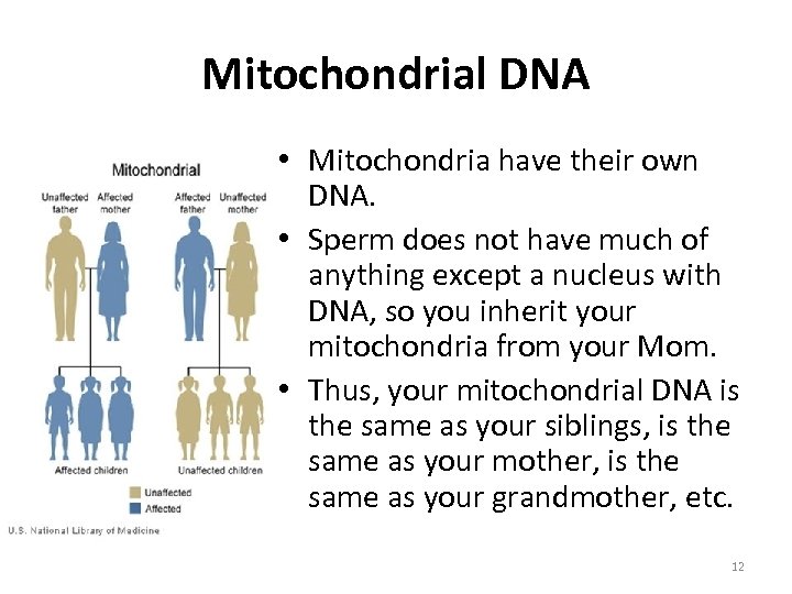 Mitochondrial DNA • Mitochondria have their own DNA. • Sperm does not have much