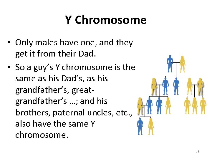 Y Chromosome • Only males have one, and they get it from their Dad.