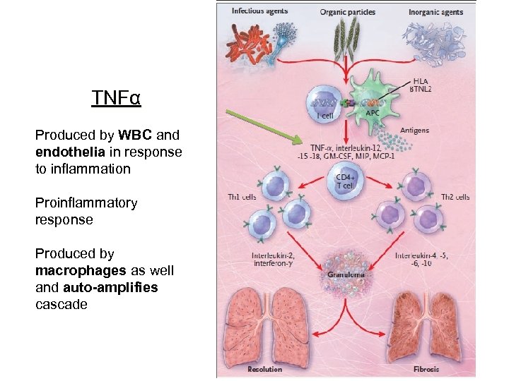 TNFα Produced by WBC and endothelia in response to inflammation Proinflammatory response Produced by