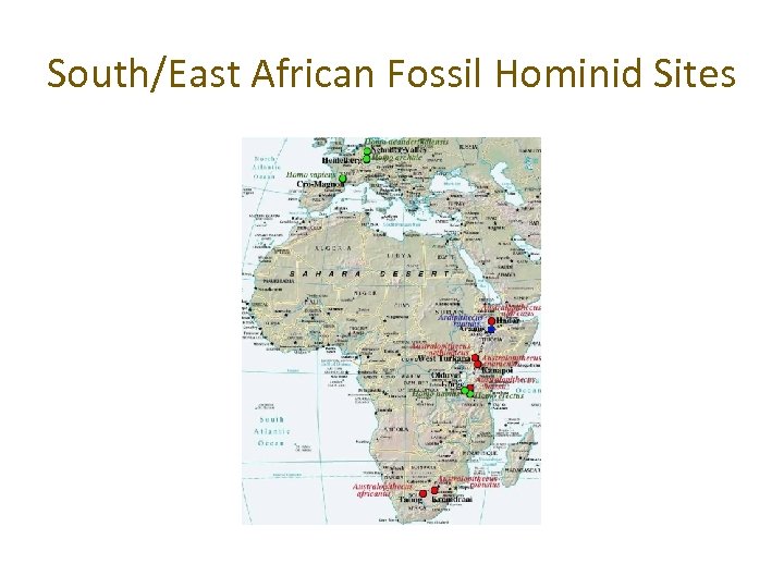 South/East African Fossil Hominid Sites 