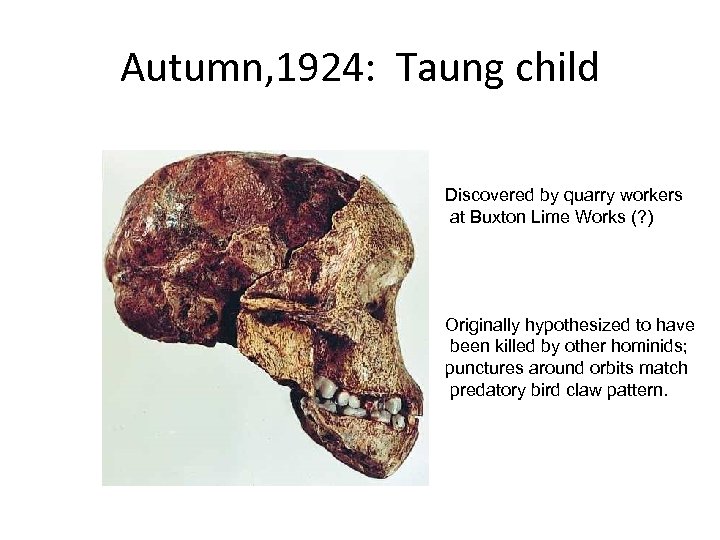 Autumn, 1924: Taung child Discovered by quarry workers at Buxton Lime Works (? )