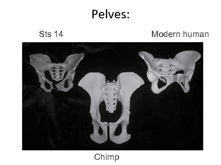 Pelves: Sts 14 Modern human Chimp 