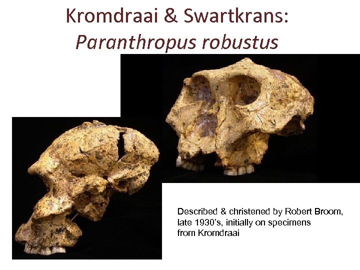 Kromdraai & Swartkrans: Paranthropus robustus Described & christened by Robert Broom, late 1930’s, initially