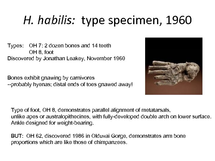 H. habilis: type specimen, 1960 Types: OH 7: 2 dozen bones and 14 teeth