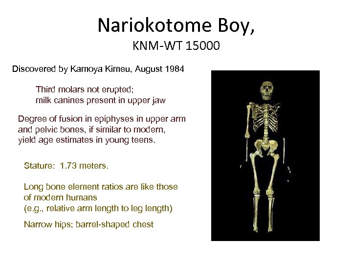 Nariokotome Boy, KNM-WT 15000 Discovered by Kamoya Kimeu, August 1984 Third molars not erupted;