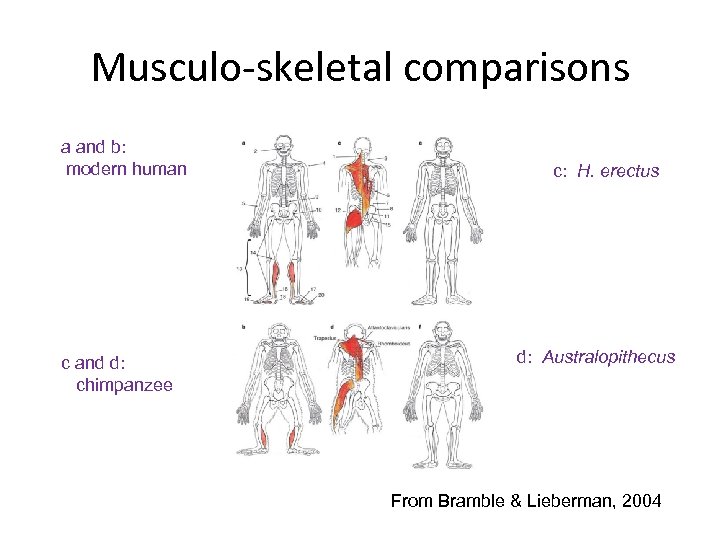 Musculo-skeletal comparisons a and b: modern human c and d: chimpanzee c: H. erectus