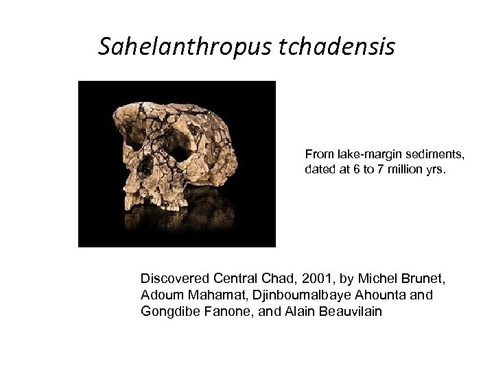 Sahelanthropus tchadensis From lake-margin sediments, dated at 6 to 7 million yrs. Discovered Central