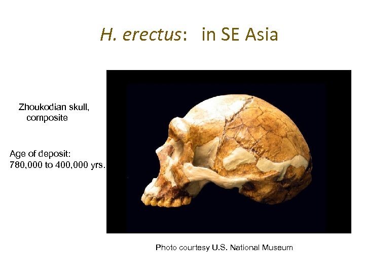 H. erectus: in SE Asia Zhoukodian skull, composite Age of deposit: 780, 000 to