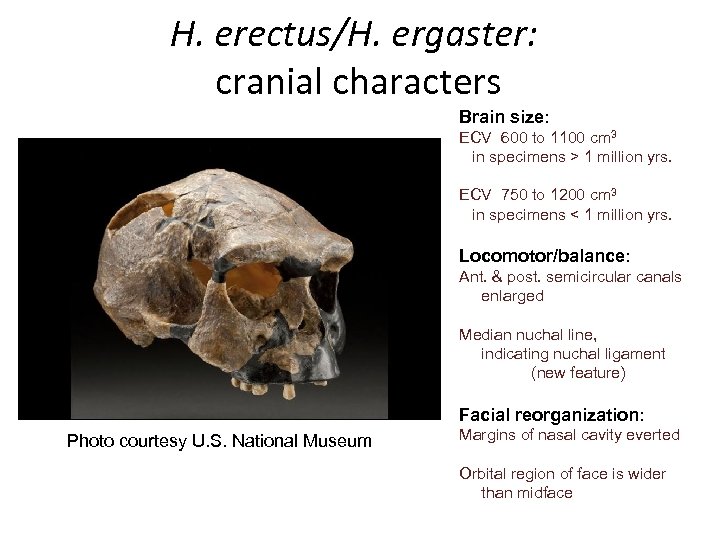 H. erectus/H. ergaster: cranial characters Brain size: ECV 600 to 1100 cm 3 in