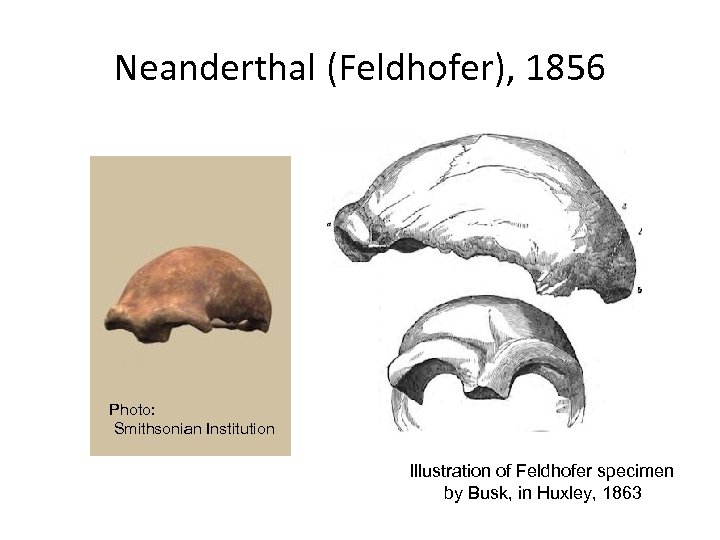 Neanderthal (Feldhofer), 1856 Photo: Smithsonian Institution Illustration of Feldhofer specimen by Busk, in Huxley,