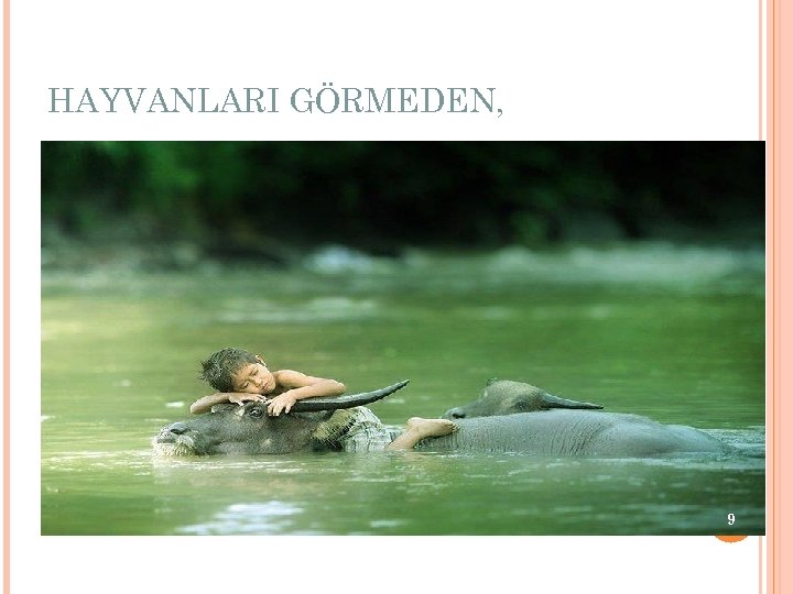 HAYVANLARI GÖRMEDEN, 9 
