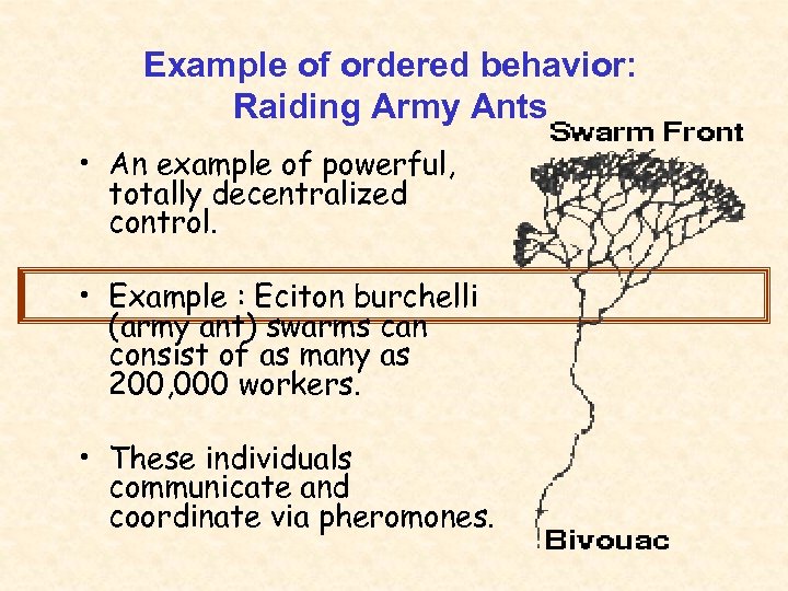 Example of ordered behavior: Raiding Army Ants • An example of powerful, totally decentralized